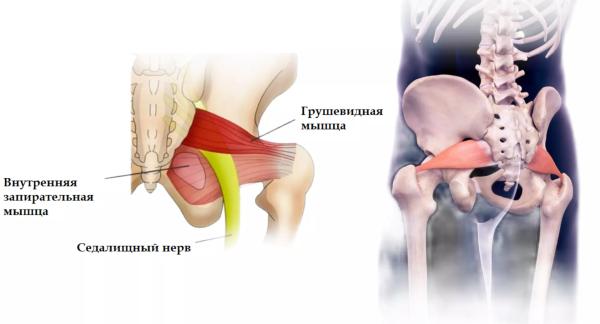Упражнения для грушевидной мышцы: польза, техника выполнения и лучшие варианты